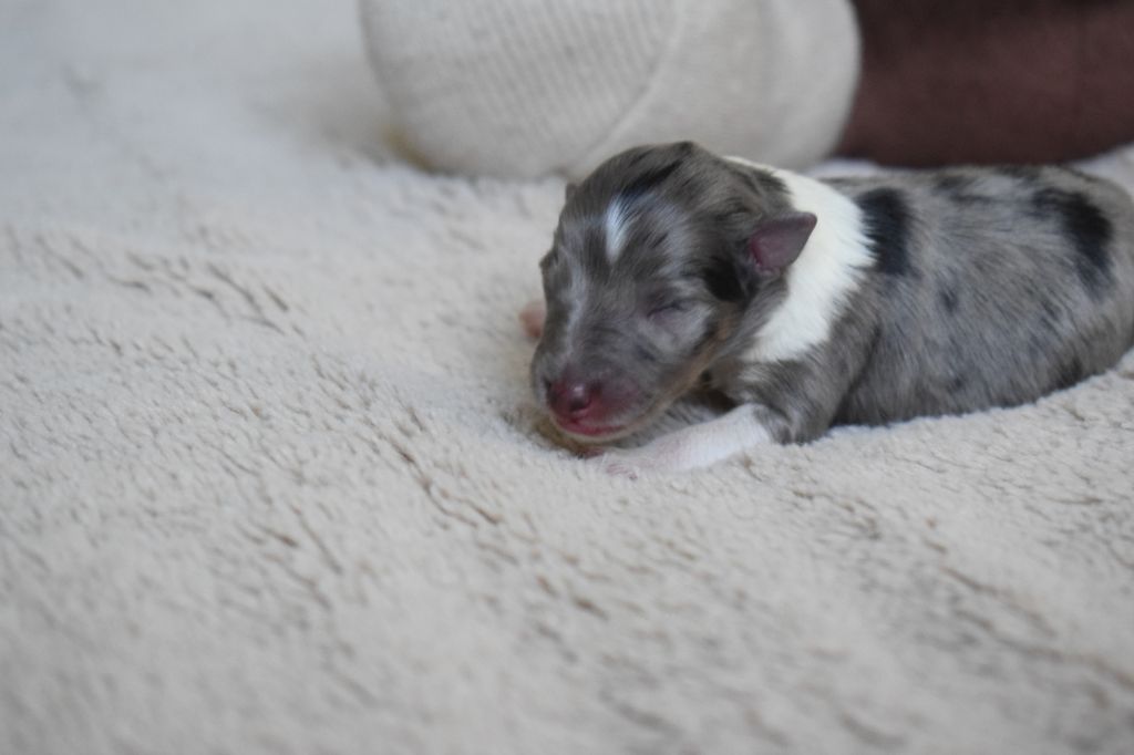 Lagun Goxoak - Shetland Sheepdog - Portée née le 08/10/2019